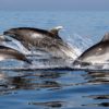 dauphins amitie selon interets communs