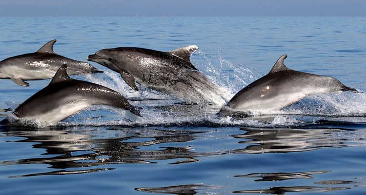 les dauphins images