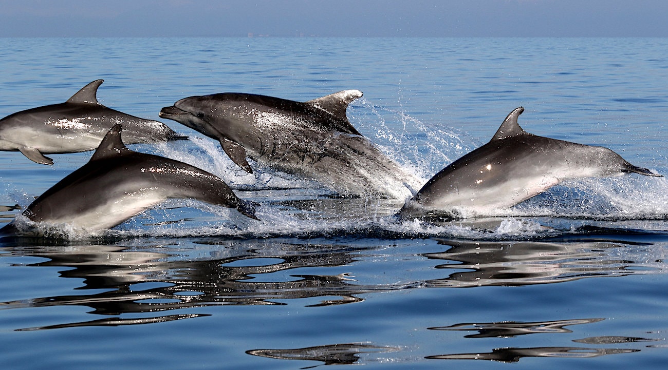 Les dauphins deviennent amis avec des individus ayant des intérêts