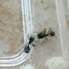 fourmis aident camarades a retirer toiles araignee