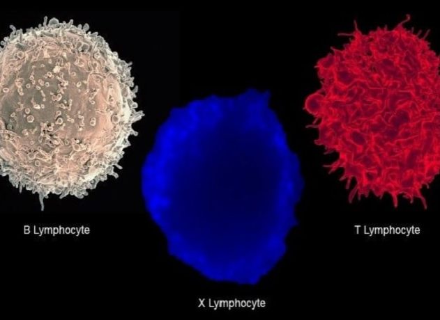 lymphocyte hybride diabete