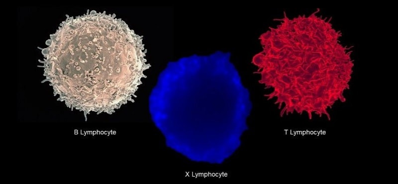 lymphocyte hybride