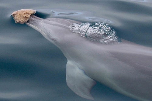 outil eponge dauphin