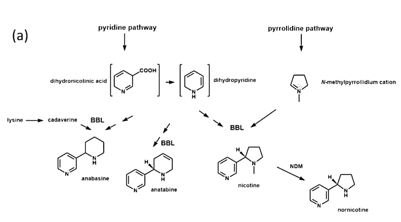 plantes taux reduit nicotine synthese