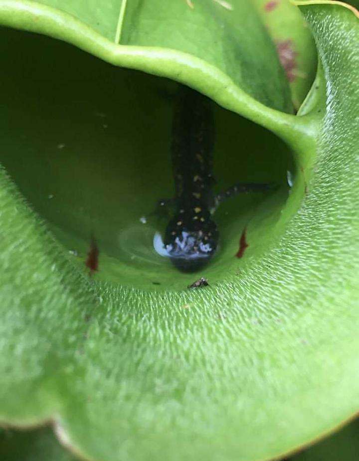 salamandre mangee par plante carnivore