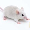 souris sens odorat restaure cellules souches