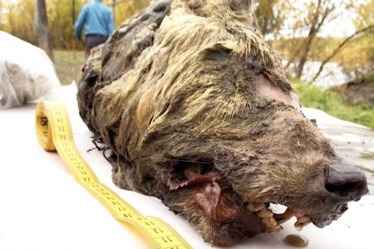 tete loup coupee vieux 40000 ans decouverte siberie