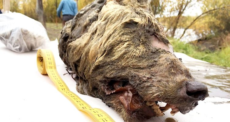 La tête coupée d’un loup géant vieille de 40’000 ans a été découverte en Russie ! By Jonathan Paiano Tete-loup-coupee-40000-ans-decouverte-siberie-750x400