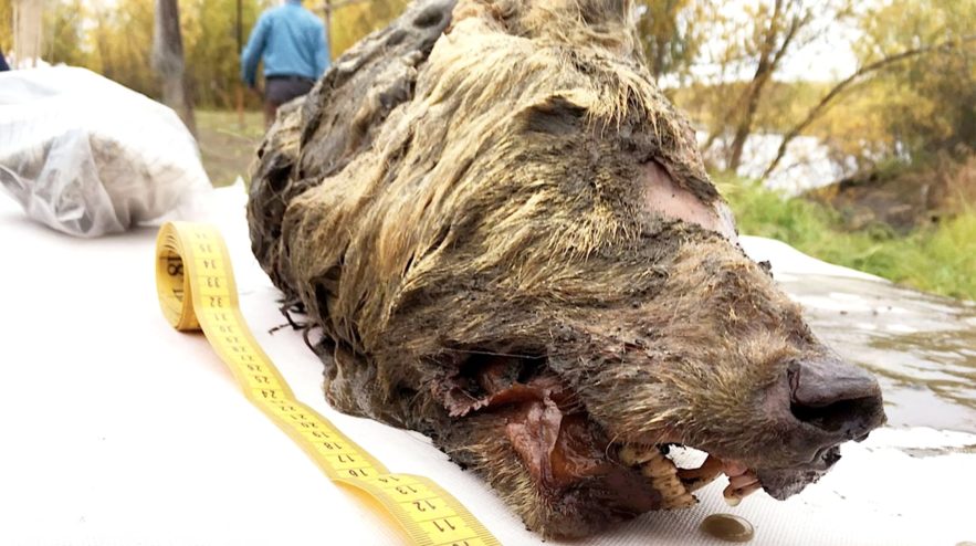 tete loup coupee vieux 40000 ans decouverte siberie