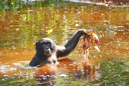 bonobos herbes aquatiques