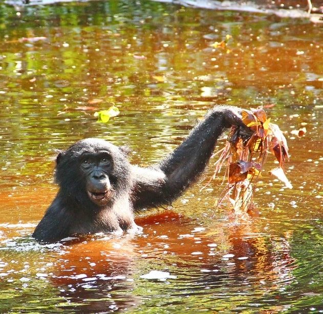 bonobos herbes aquatiques