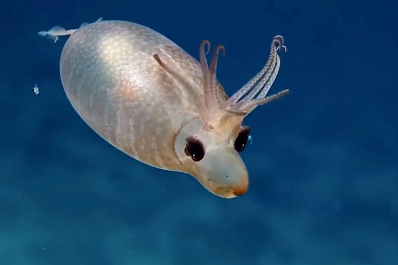 calamar porcelet helicocranchia pfefferi