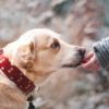 chien epilepsie