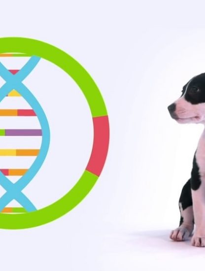 chiens genetique