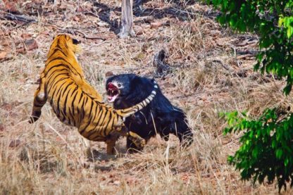 combat tigre et ours lippu 2018