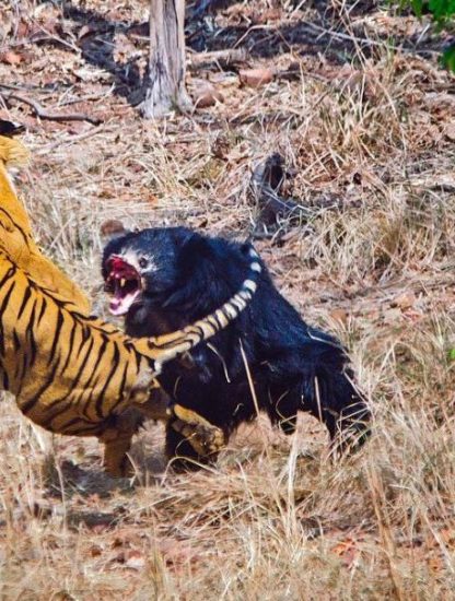 combat tigre et ours lippu 2018