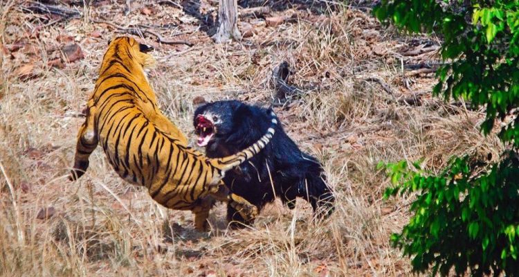 Limpressionnant Combat Entre Un Ours Et Un Tigre Pourquoi - 