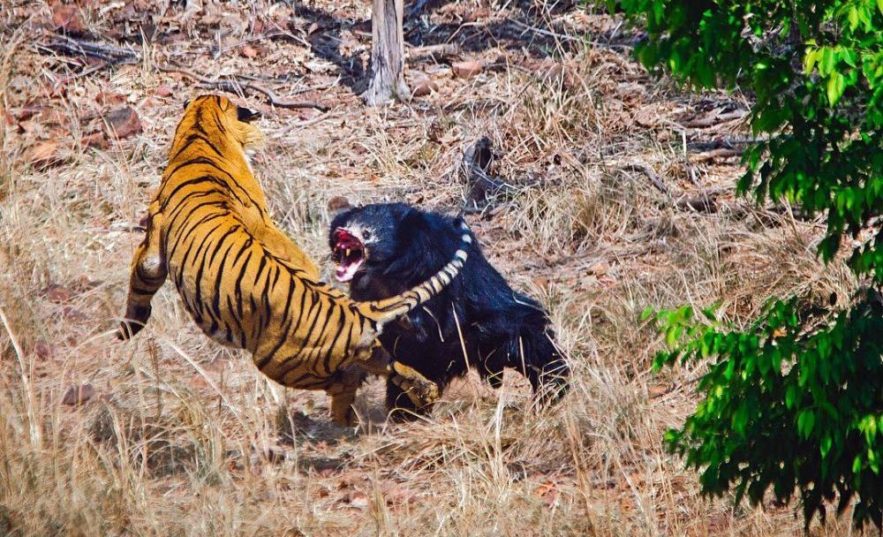 combat tigre et ours lippu 2018