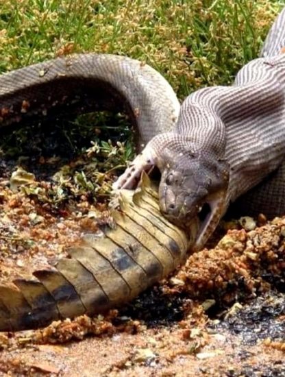 crocodie serpent repas