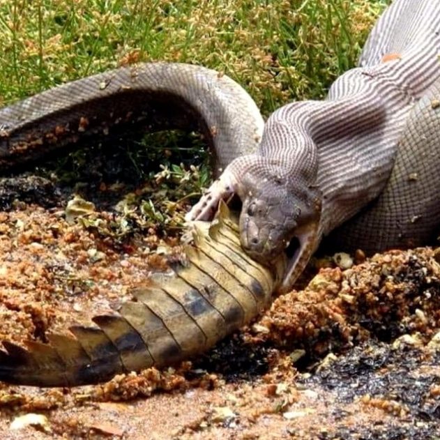 crocodie serpent repas