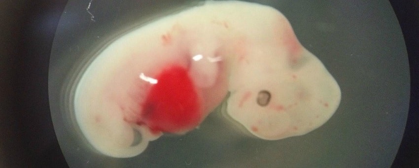 embryons porc