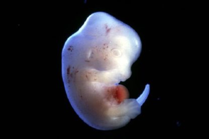 embryons humain animal