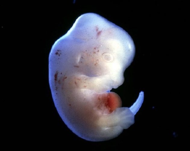 embryons humain animal