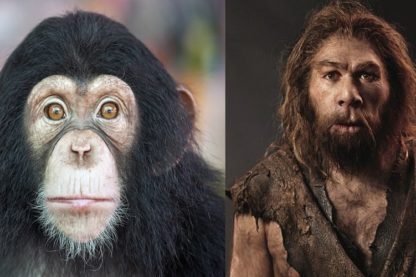 evolution homme chimpanzes