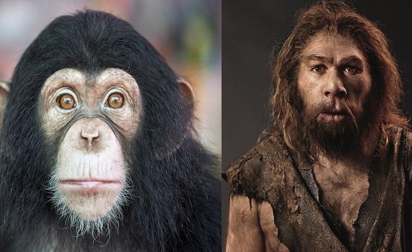 evolution homme chimpanzes