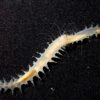 leocratides kimuraorum son puissant