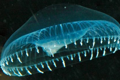 meduse fluorecence australis