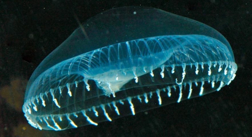 meduse fluorecence australis