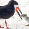 oiseau bebe cigarette megot