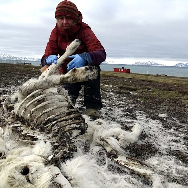 plus 200 rennes morts norvege rechauffement