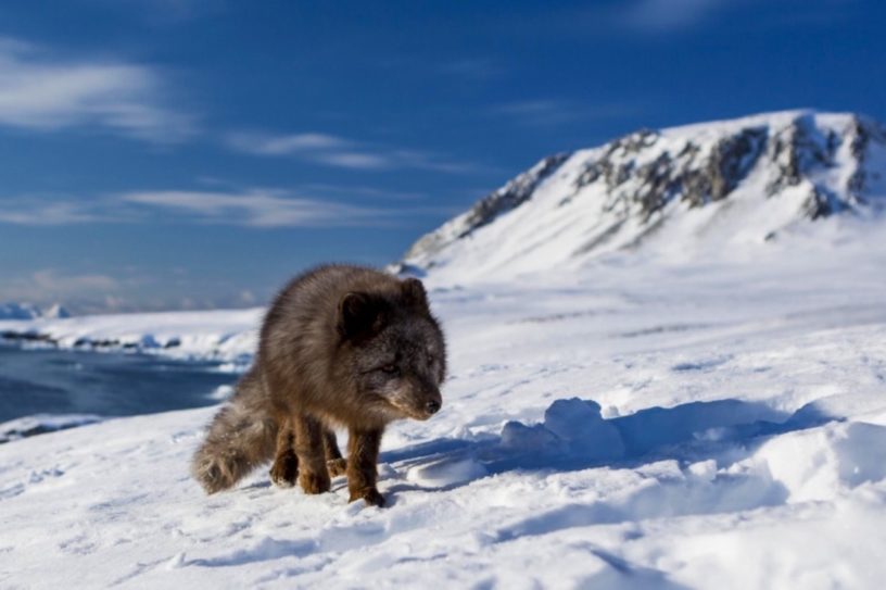 renard polaire norvege canada