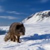 renard polaire norvege canada