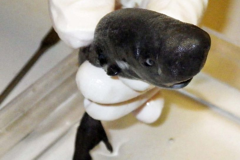 requin poche golfe