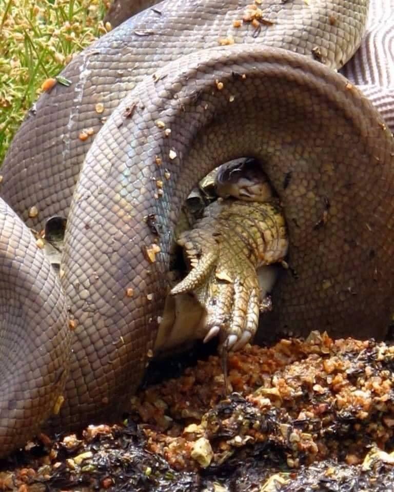 serpent repas repus crocodile englouti
