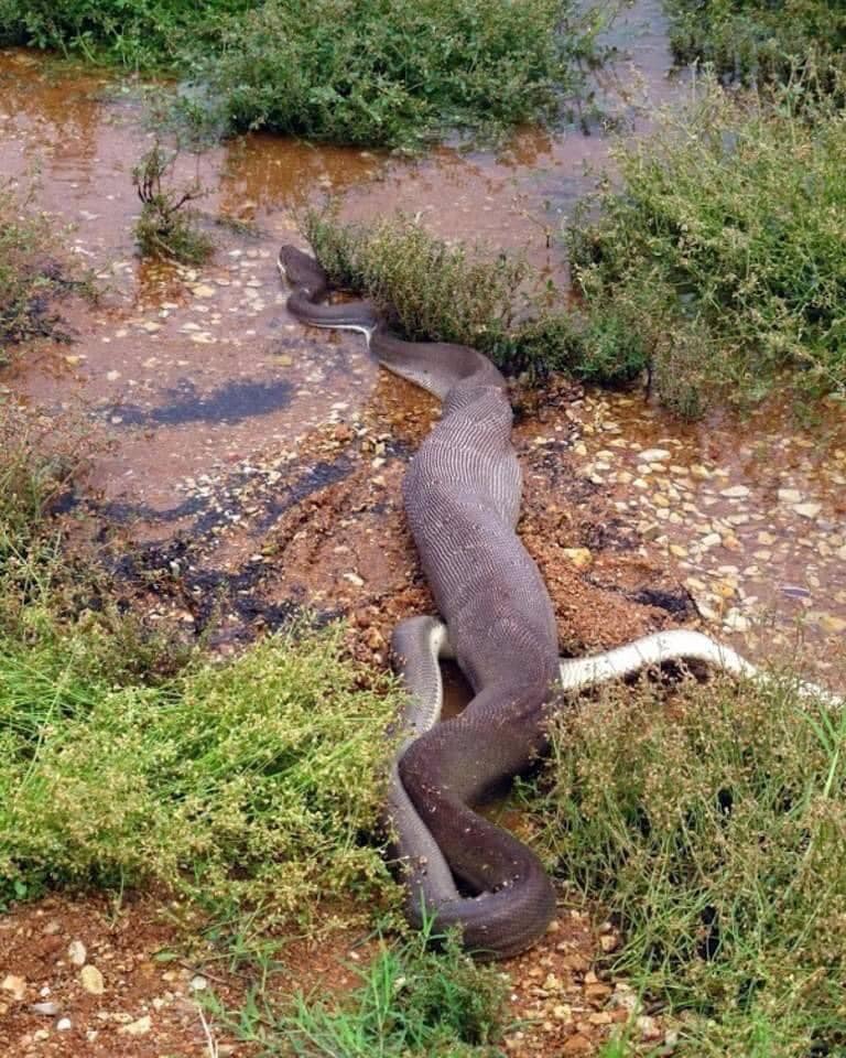 serpent repas repus crocodile englouti