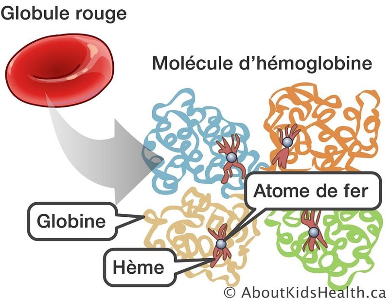 structure hemoglobine