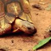 tortue soc