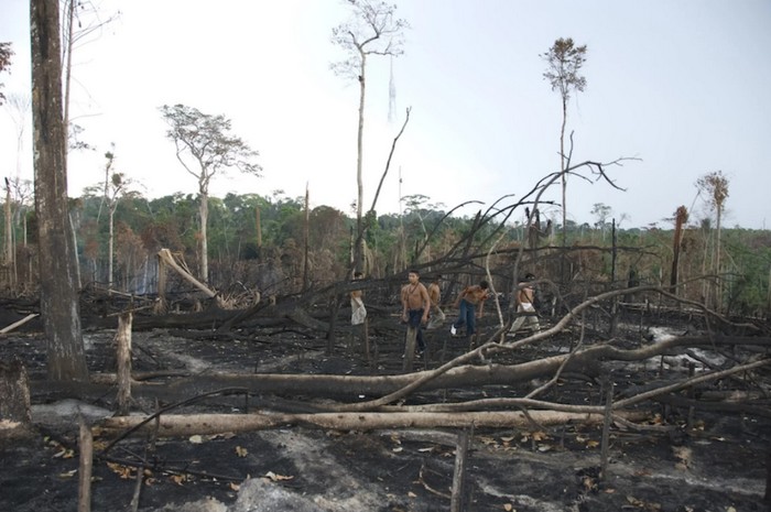 tribu deforestation menace