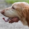 amputation chien