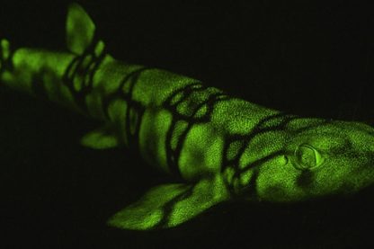 biofluorescence requins