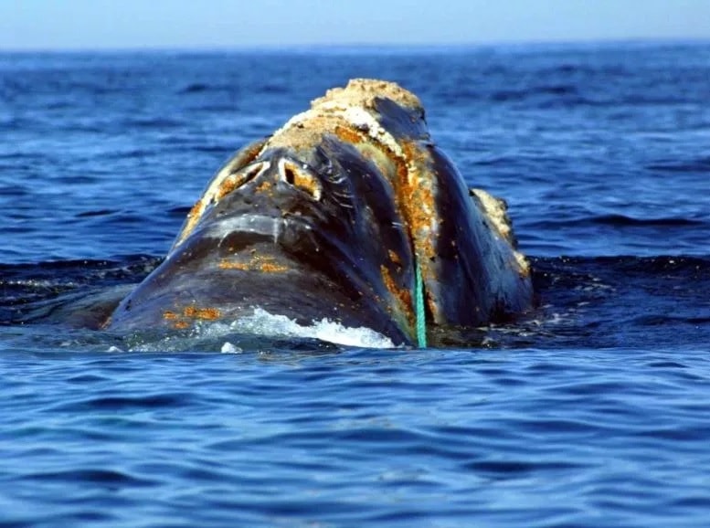 corde baleine