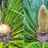 cycas femelle male