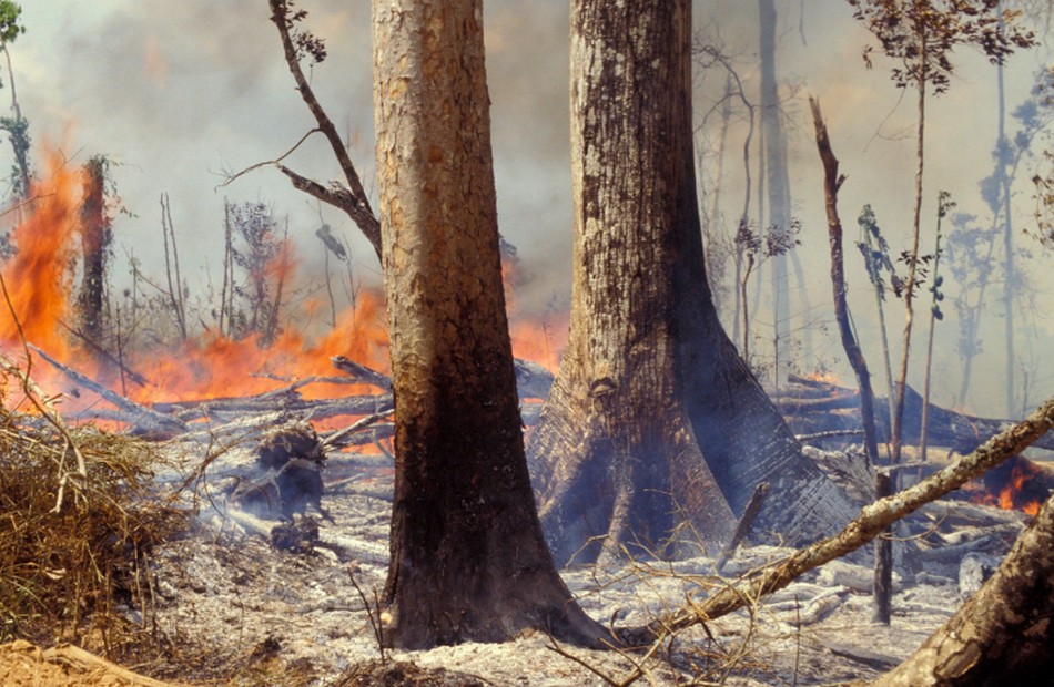 La Foret Amazonienne Brule A Un Rythme Record Et Cette Devastation Est Visible Depuis L Espace