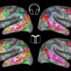 imagerie cerveau prediction lecture similarite ecoute