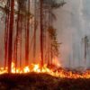 incendies arctique
