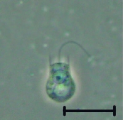 microscope choanoflagelle